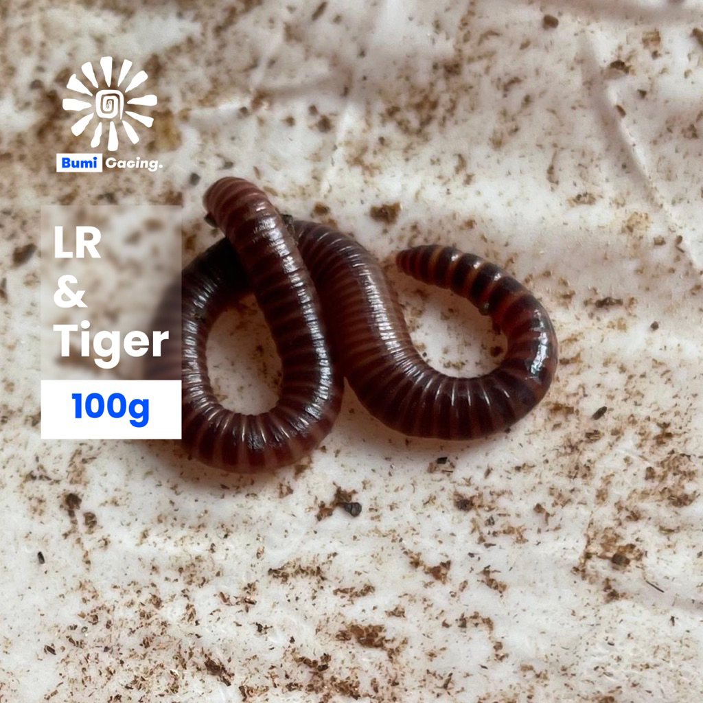 Cacing Lumbricus Rubellus & Tiger Hidup 100g – Pakan, Obat & Kosmetik