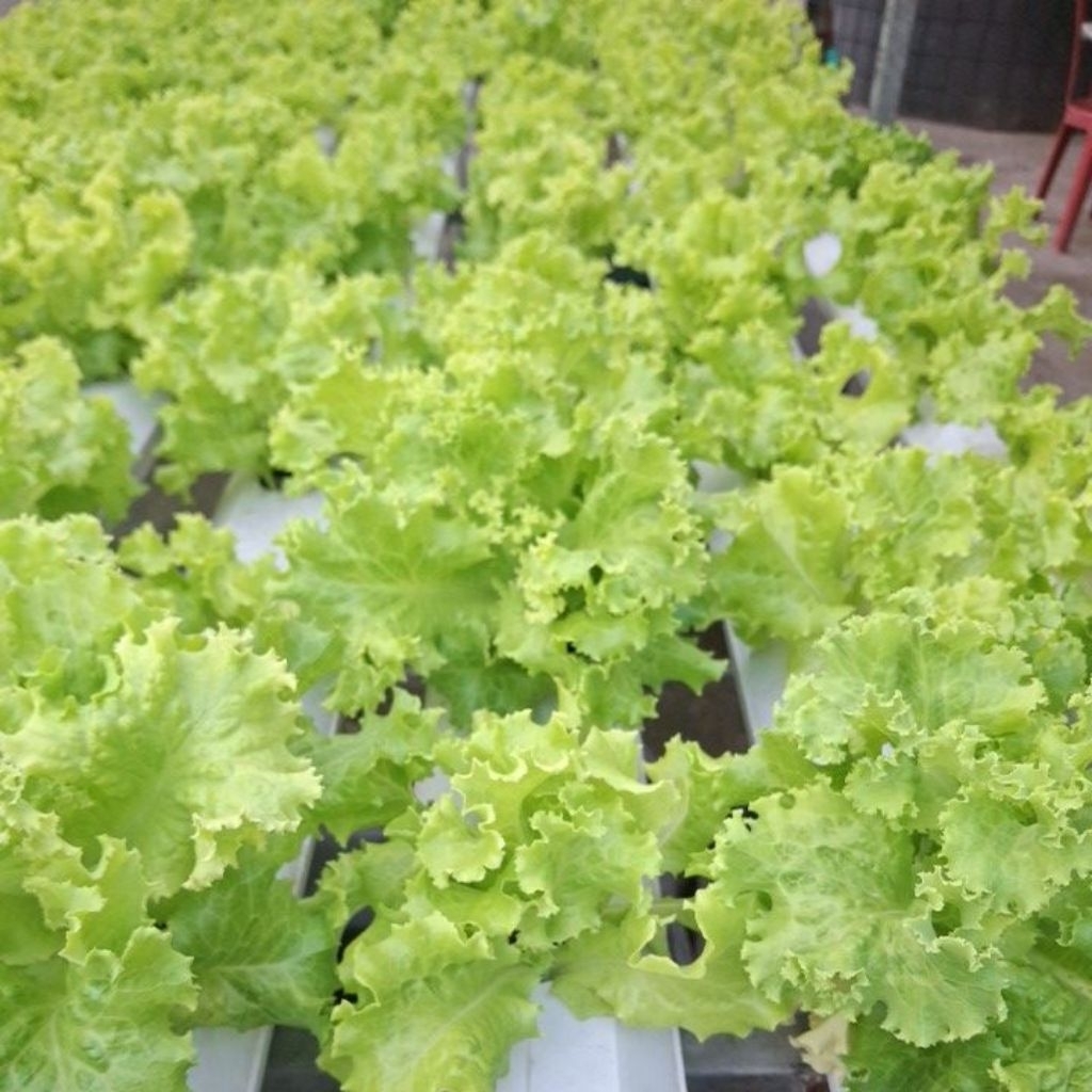 

selada hidroponik 200gr