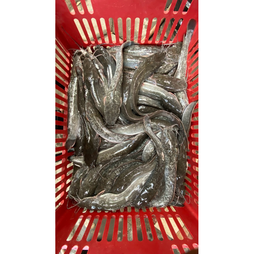 

Lele fresh + di bersihkan 1kg isi (6,8,10)