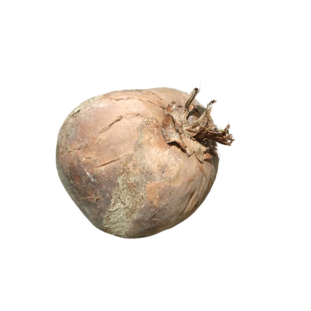 

KELAPA TUA KUPAS KUALITAS BAGUS DAN MURAH