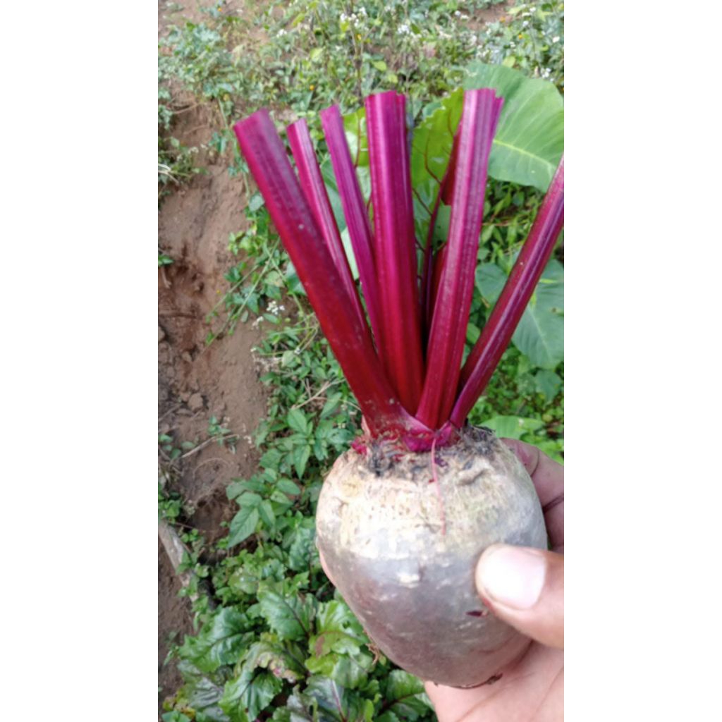 

BEET ROOT FREES BERKWALITAS MURAH 1KG