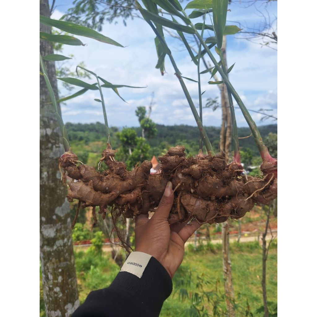 

Jahe merah segar 1kg