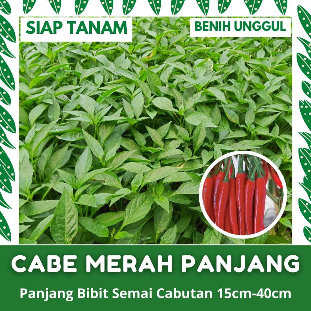 (100 BATANG) BIBIT SEMAI CABE MERAH BESAR PANJANG CABUTAN SIAP TANAM