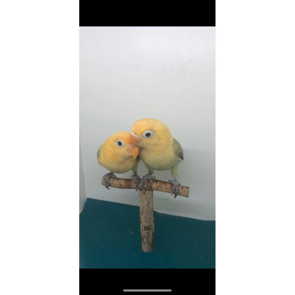 LOVEBIRD BIOLA PASTEL EUWING SEPASANG