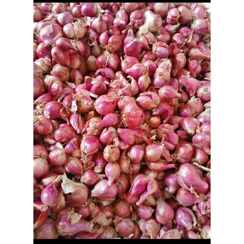 

bawang merah
