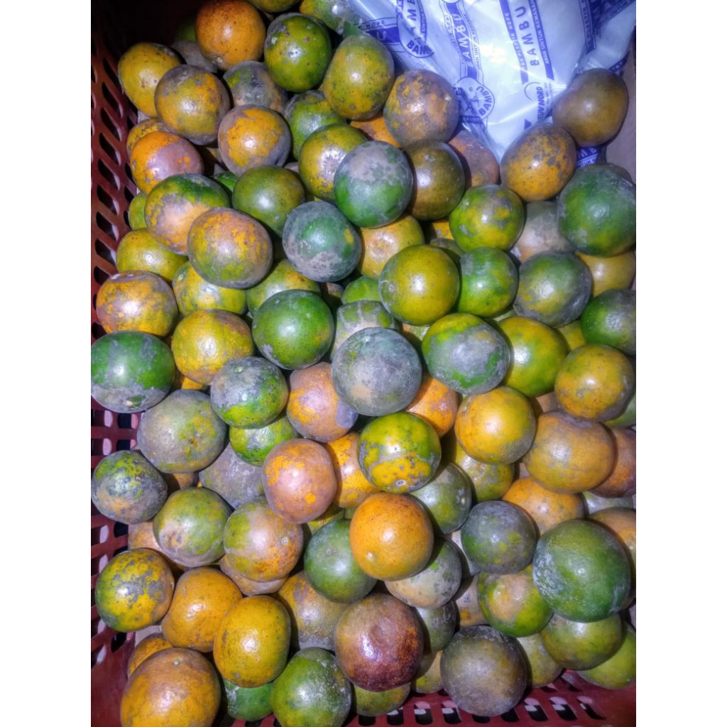 

Buah Jeruk Siam Super Manis Segar Fresh 1kg