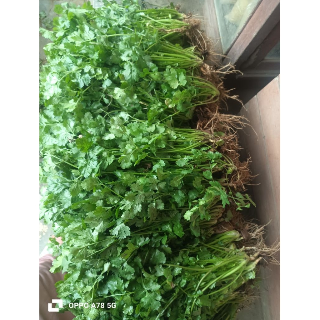 

daun ketumbar coriander 500gram