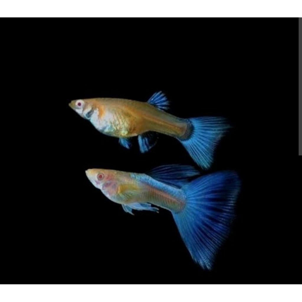 Aksesoris Aquarium Guppy Albino BlueSky/Topaz