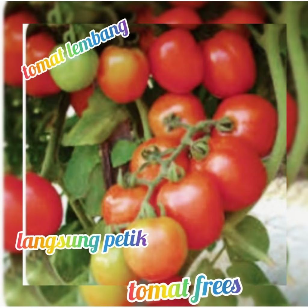 

tomat fresh 1kg langsung dari petani lembang