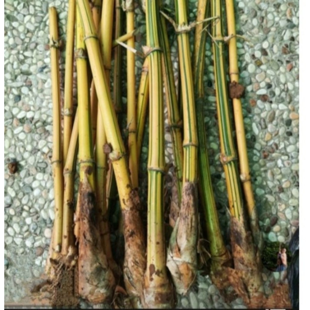Bibit Pohon Bambu Kuning Gading Garis Hijau Hias Stek dan Berakar Yellow Bamboo Ampel Hias Pring