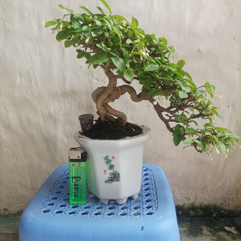Bonsai mame anting putri siap kontes