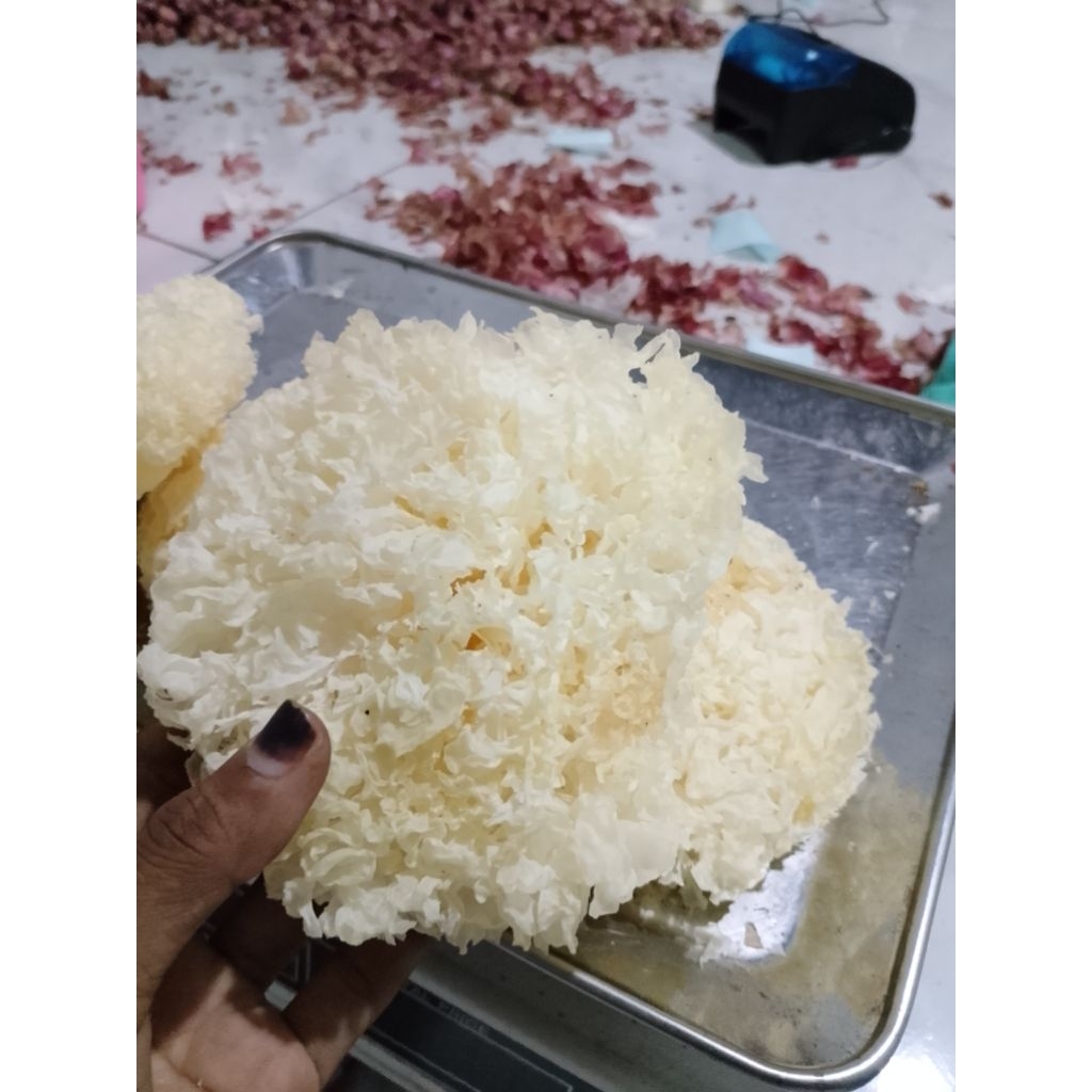 

JAMUR KERING PUTIH/JAMUR SALJU 40g