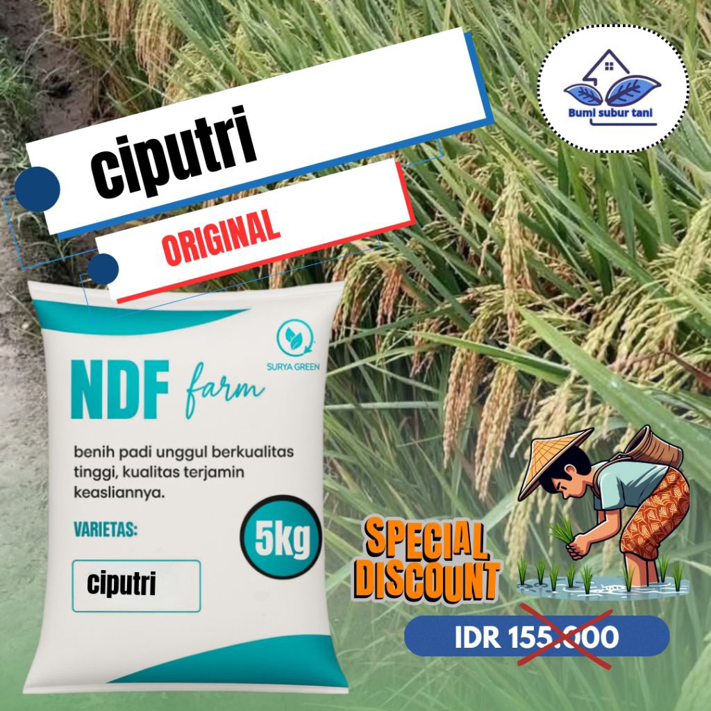 benih padi Ciputri (Ciherang malai panjang)