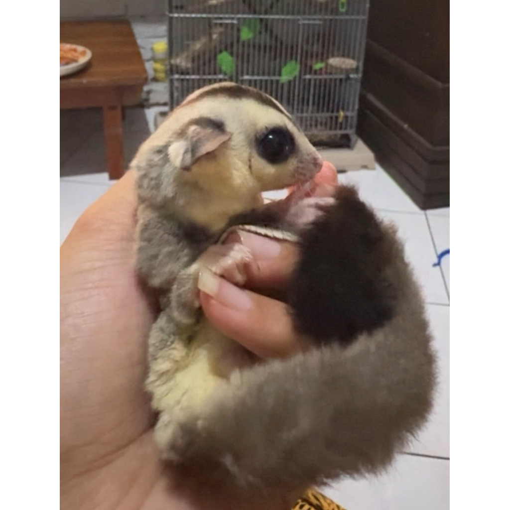 sugar glider sepasang