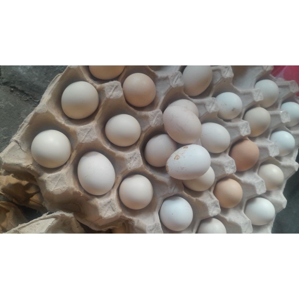 Telur ayam kampung omega