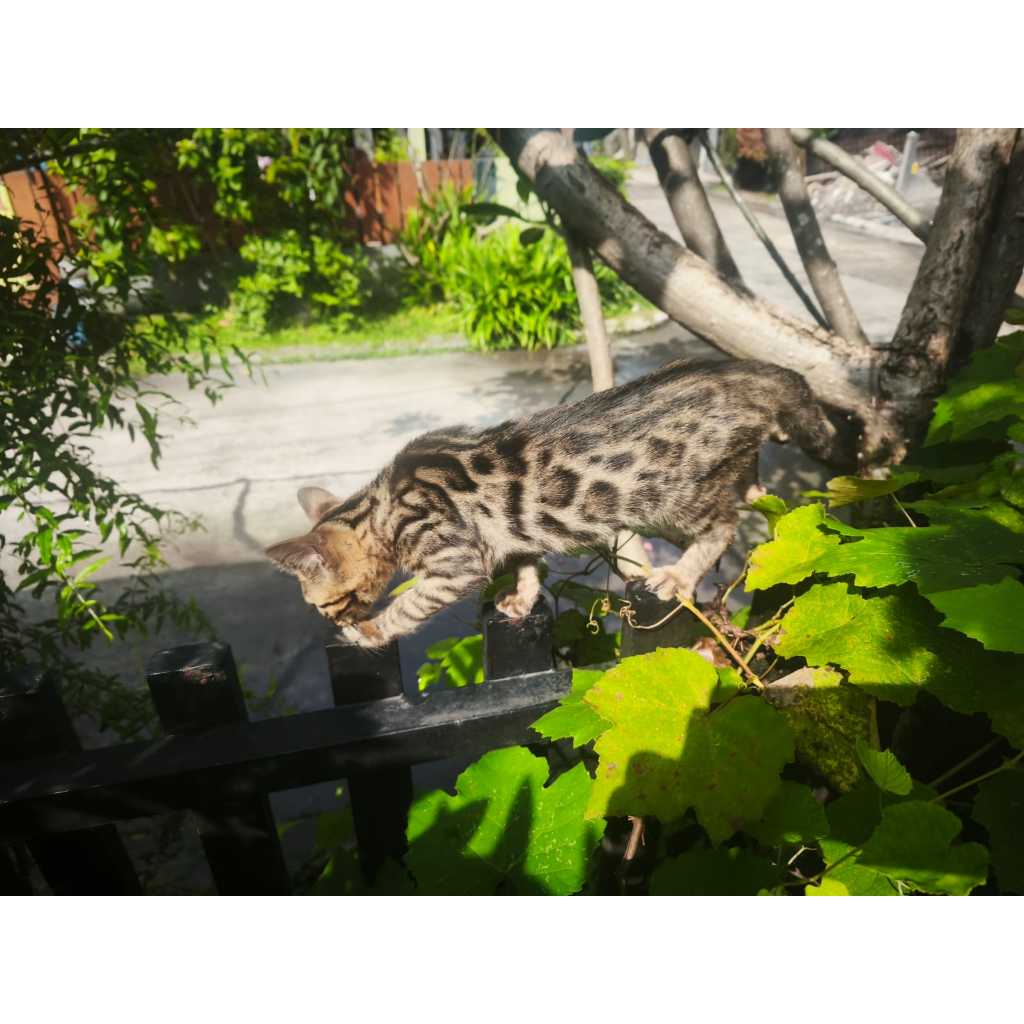 Kitten Bengal 4 Bulan