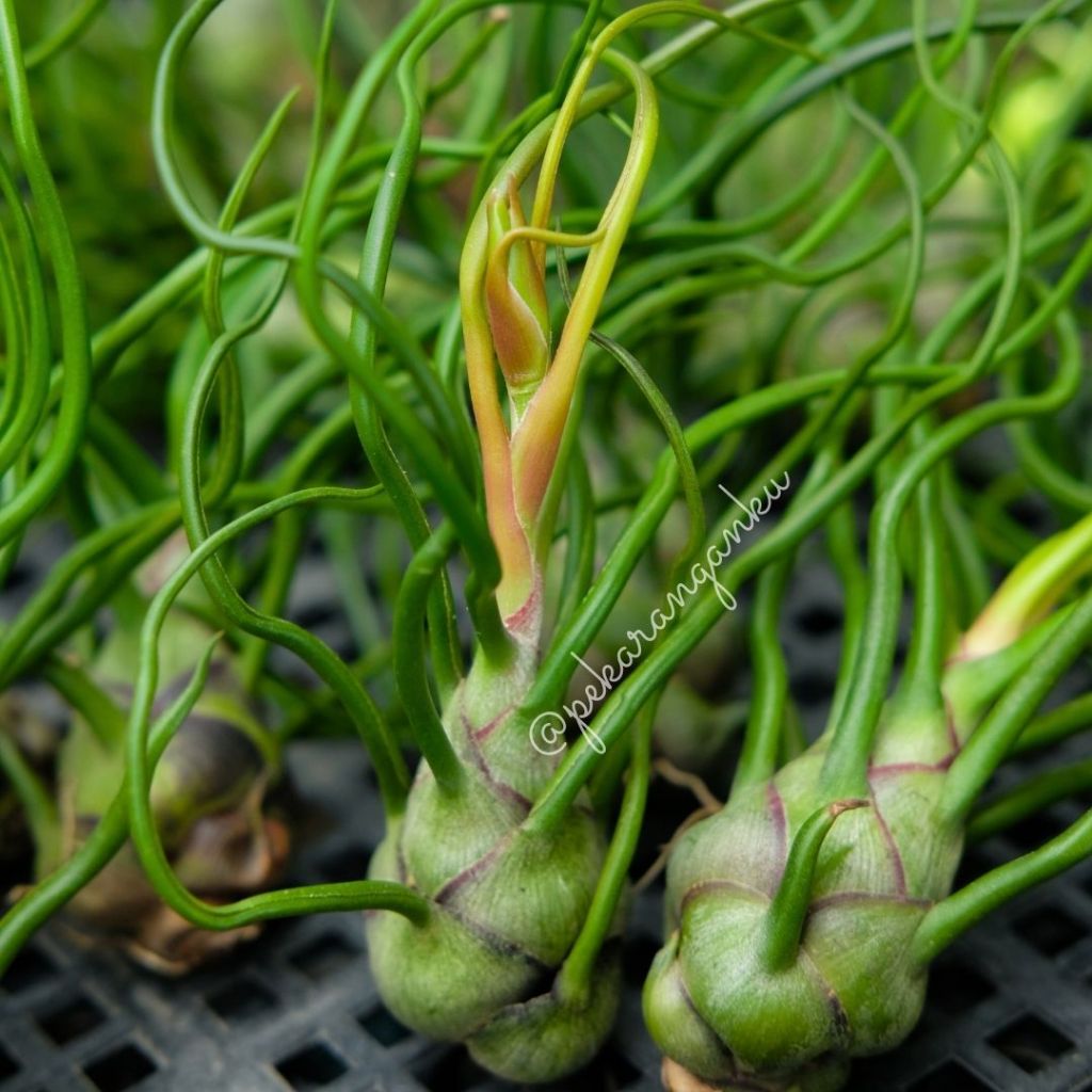 Alltechshop_ Tillandsia Bulbosa/Airplant/Tillandsia