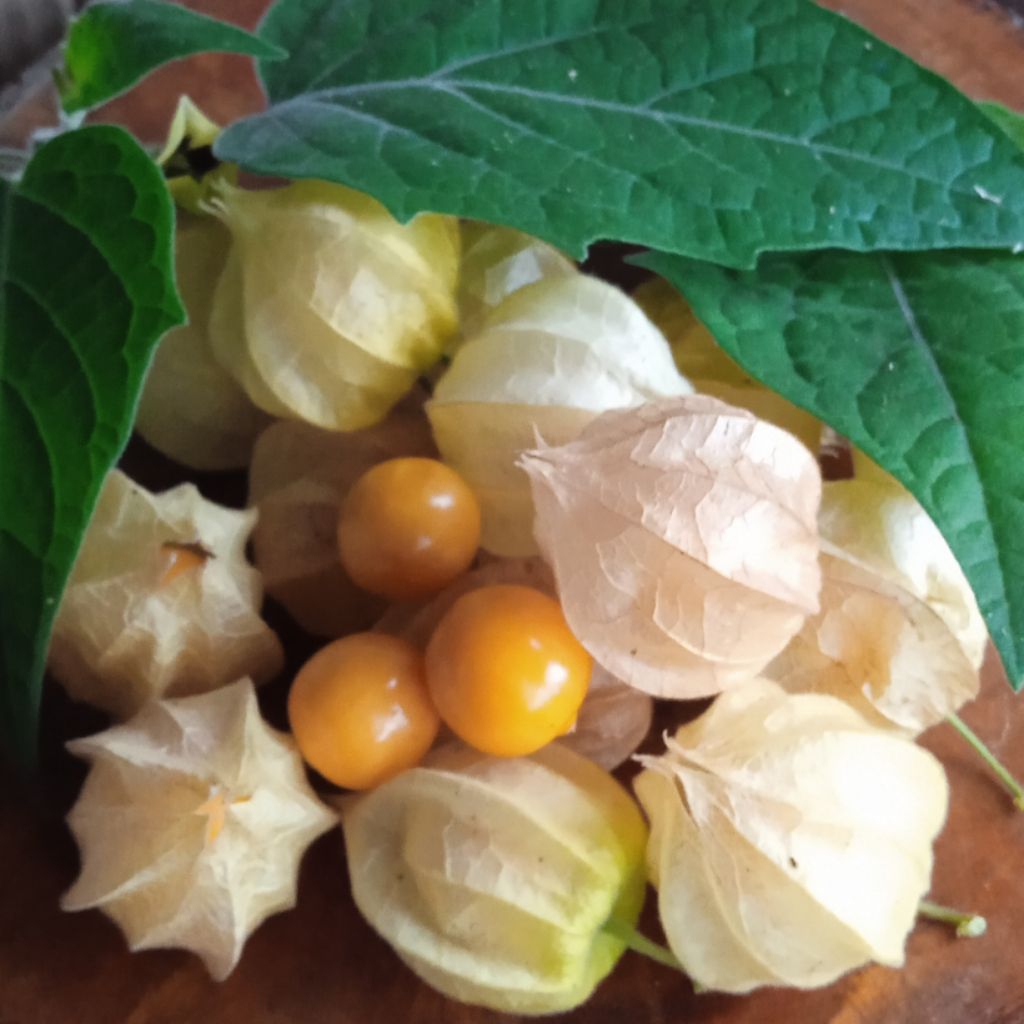 buah ciplukan segar // buah ciplukan, cecendet segar, fresh