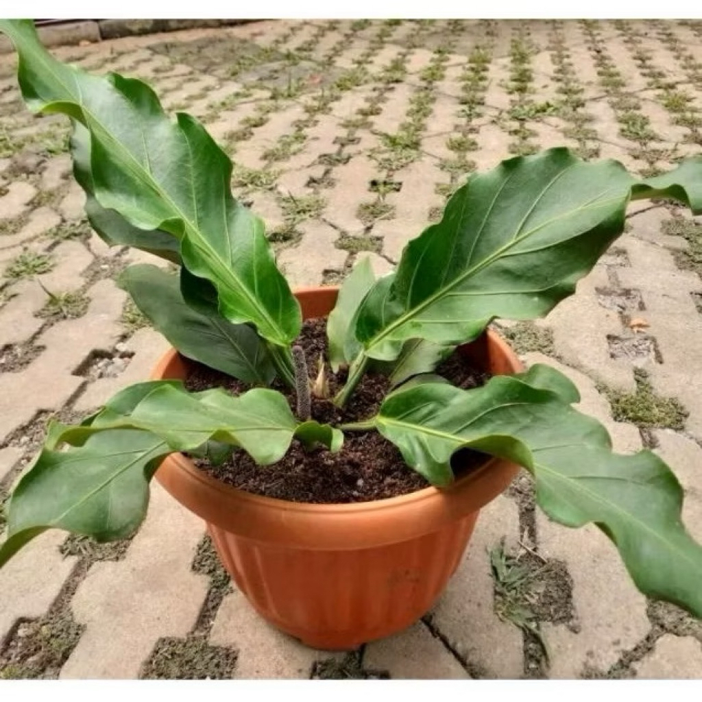 Tanaman Hias Anthurium Gelombang Cinta Tanaman Hias Antorium Wife Of Love Tanaman Indoor Gelombang C