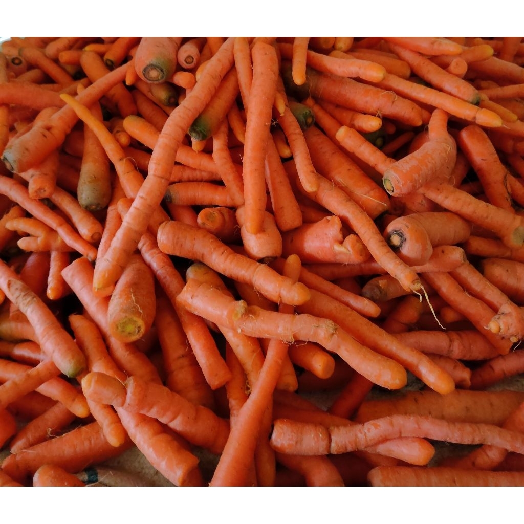 

Wortel kecil fresh langsung dari kebun 500Gram