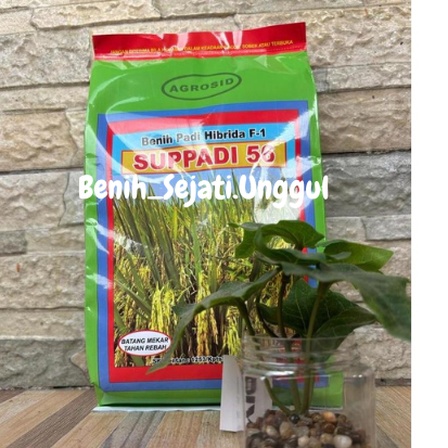 Hot Flash Sale BIBIT PADI SUPPADI 56 ORIGINAL 1KG