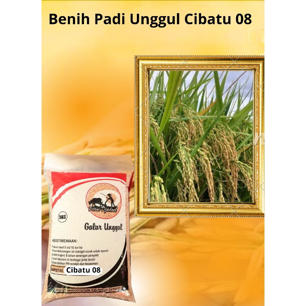 Benih Padi Unggul Cibatu 08 Original Kemasan 5 Kg