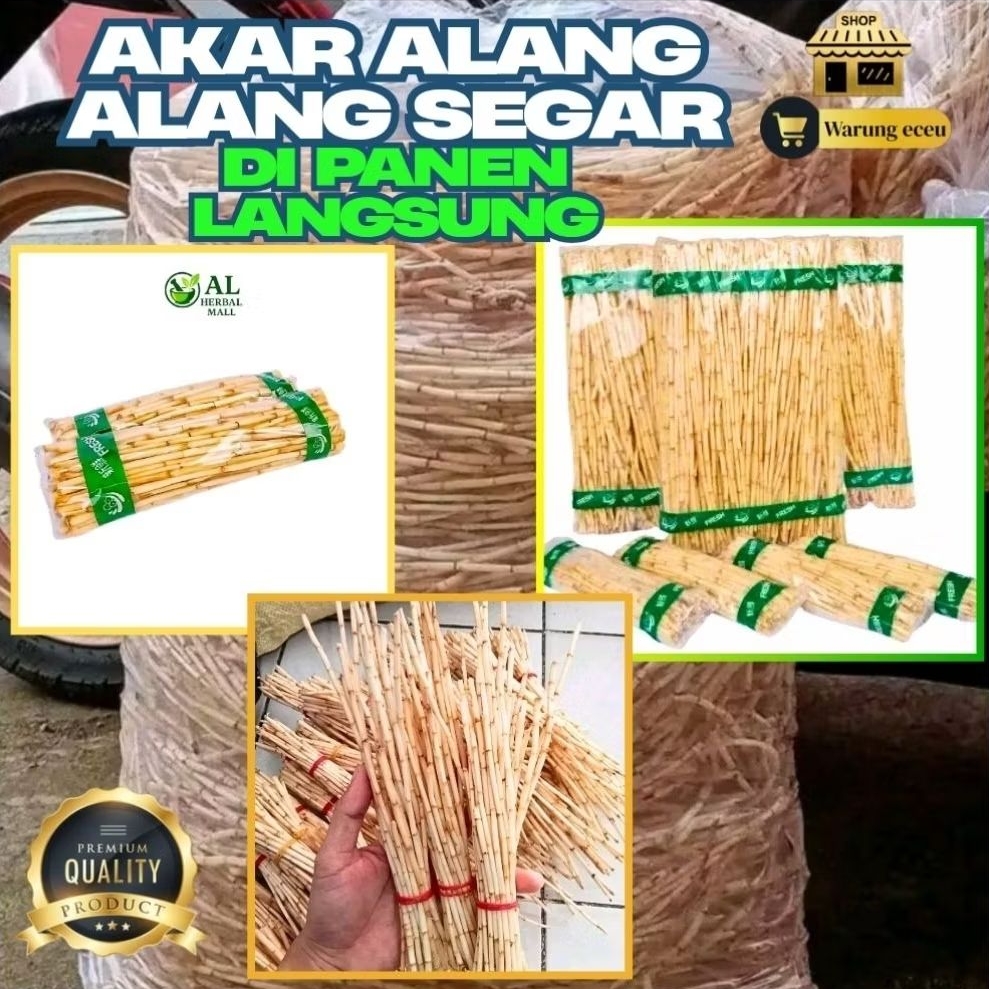 

Akar Alang Alang Segar 1 KG Obat Herbal Tradisional