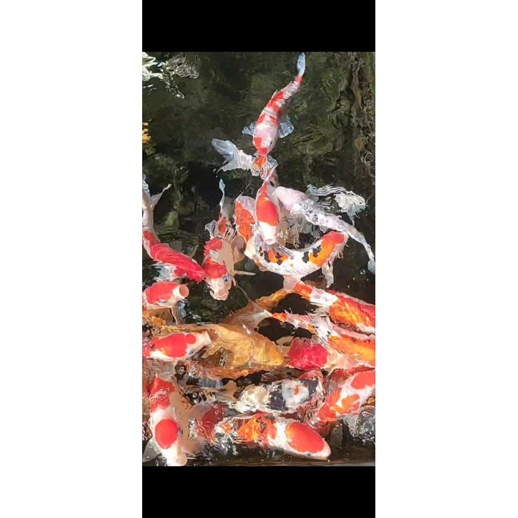 Ikan koi blitar grade A dan super borong 30 ekor  ukuran 30,40Bu