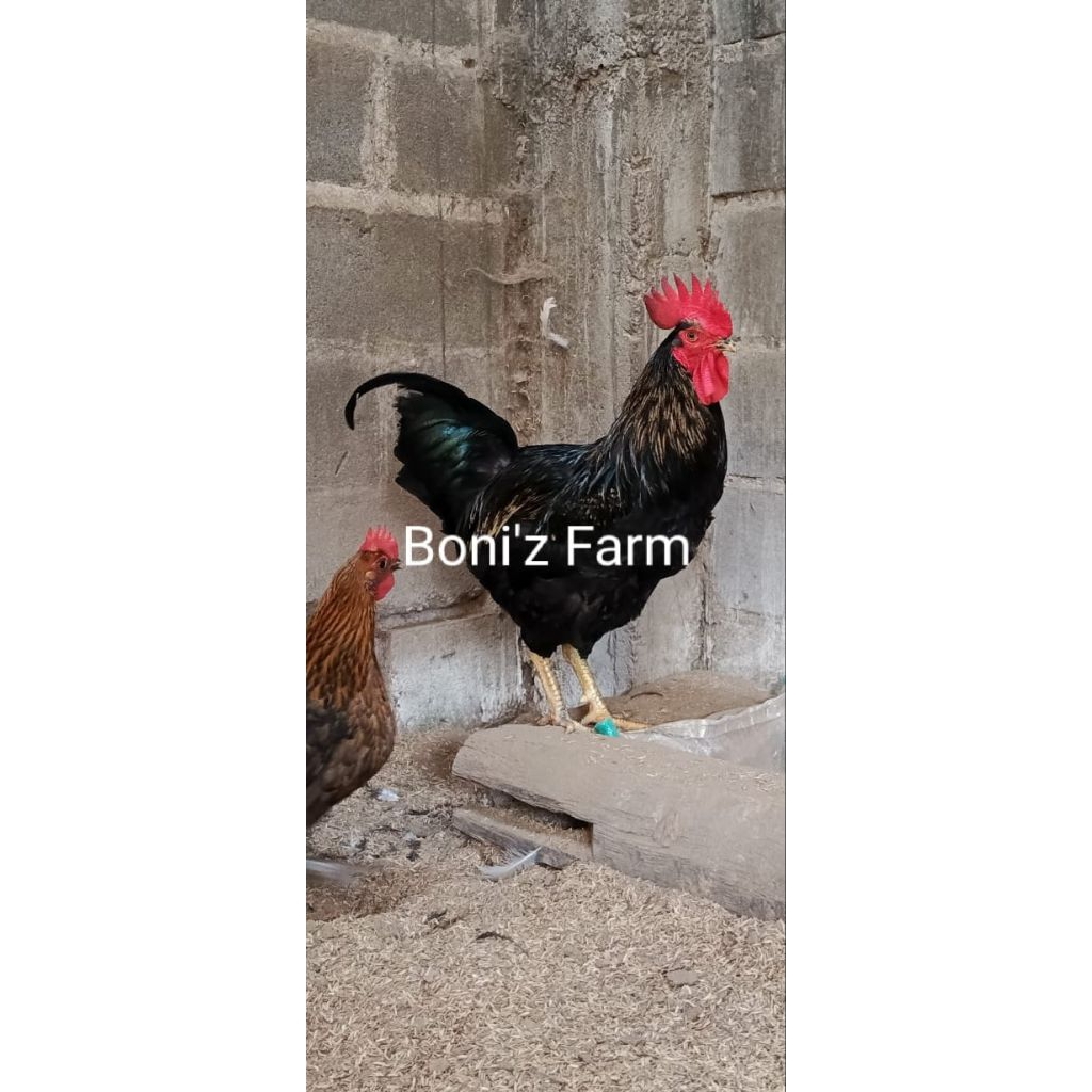 

Telur Tetas Ayam BP3 Asli 1box Isi 10 | Telur Fertil Ayam Black Permud 3 Asli