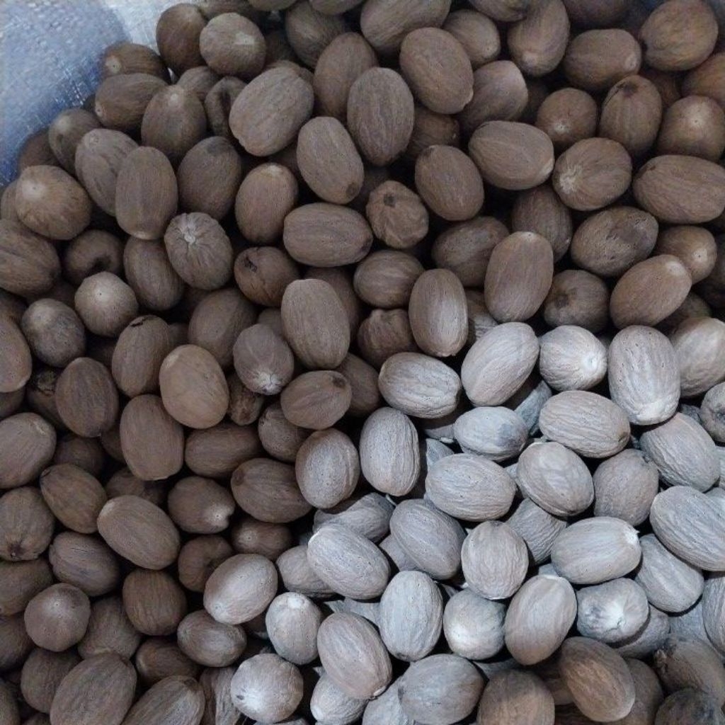 

Pala Kupas Utuh Berkualitas Ekspor kiloan 1kg