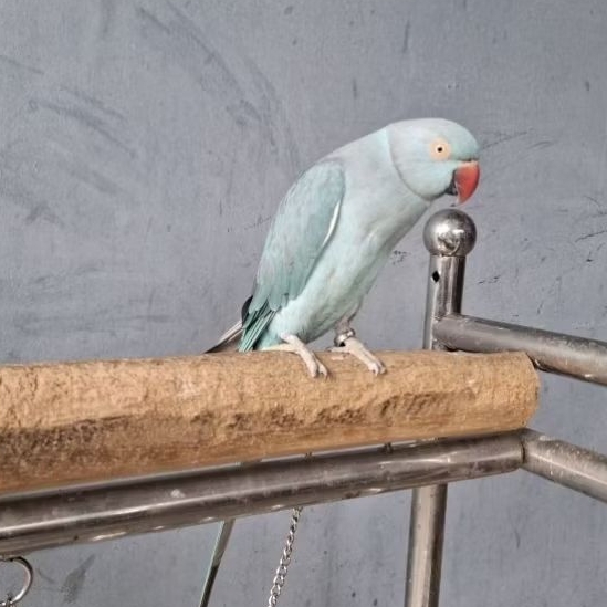 Indian ring neck biru Indian ring neck blue jinak
