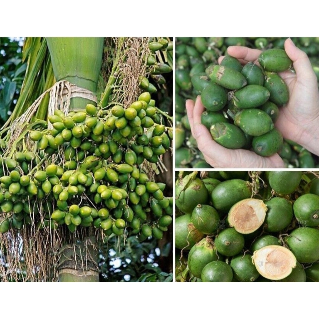 Buah Pinang Muda Segar, Buah Pinang Jambe, Buah Pinang Muda 1 kg