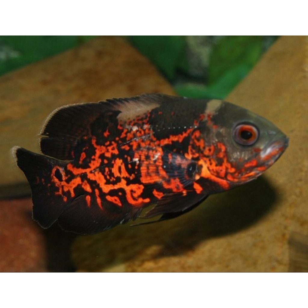 stiker oscar tiger 3jari