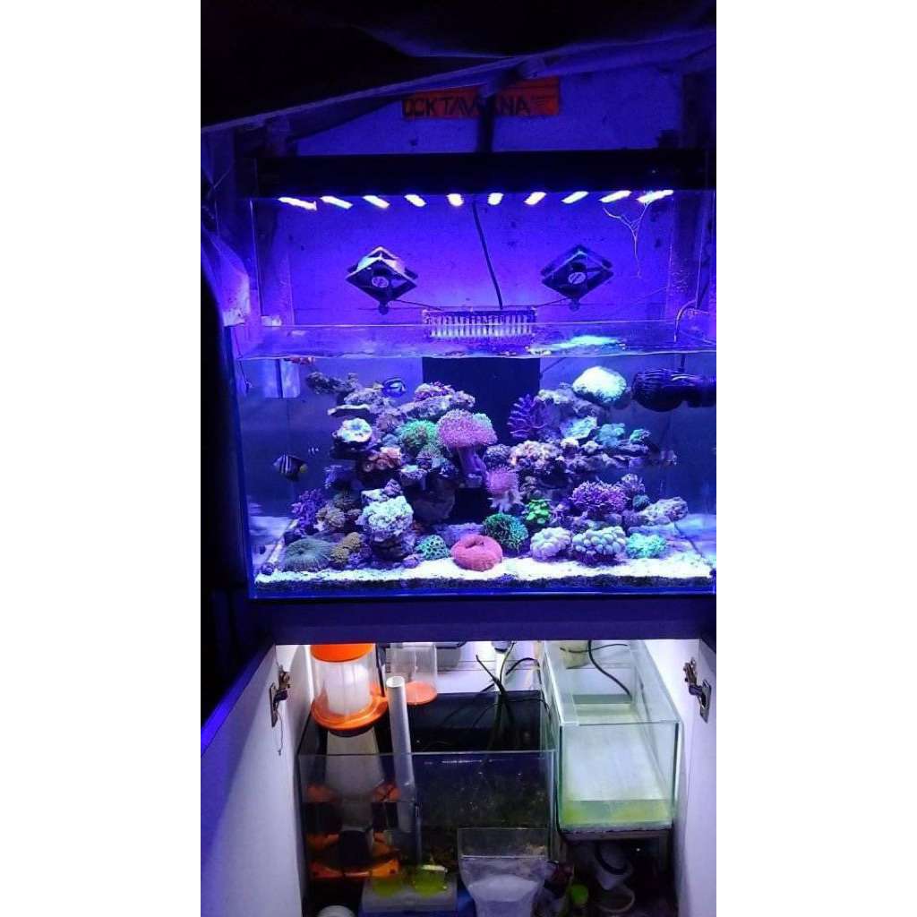 Aquarium air laut Fullset 70x40x40