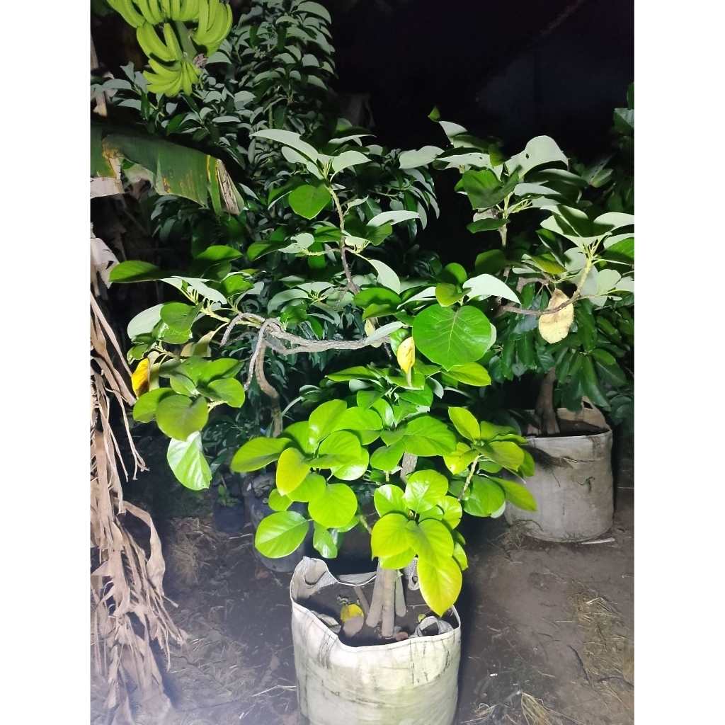 indukan super tanaman alpukat Tan Beat plater bag 100 liter dikirim full media packing kayu