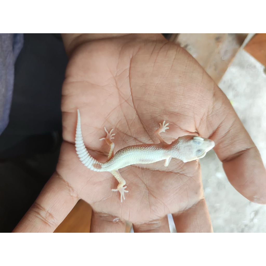 Boneka Gecko Baby MSR LF (Rare)