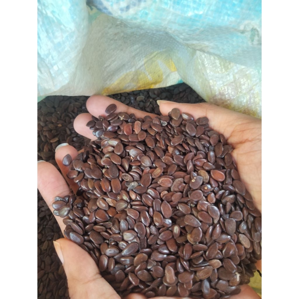 

biji lantoro (petai ciina) 1 kg