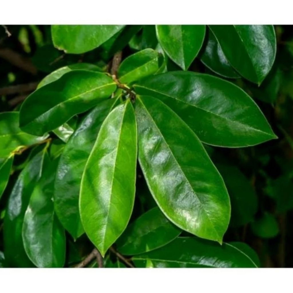 

Daun Sirsak Segar Organik Bersih 100 Lembar Herbal Alami Obat Asam Urat