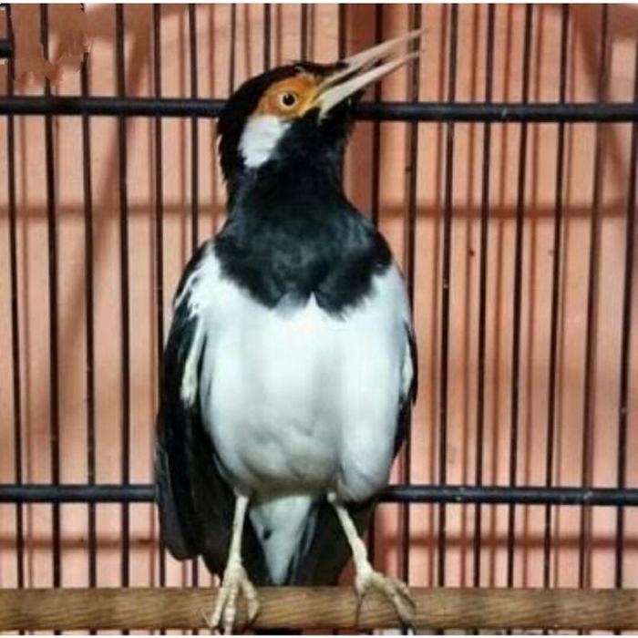 Burung Jalak Suren Jantan Gacor Jalak Uren Betina Gacoran Istimewa Voer Total Rawatan Murah