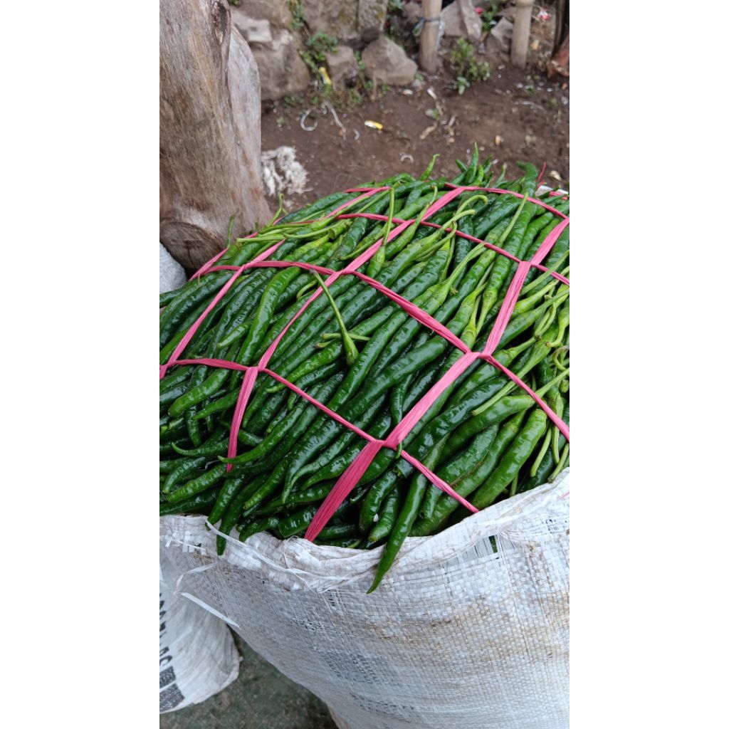 

cabe keriting hijau fresh