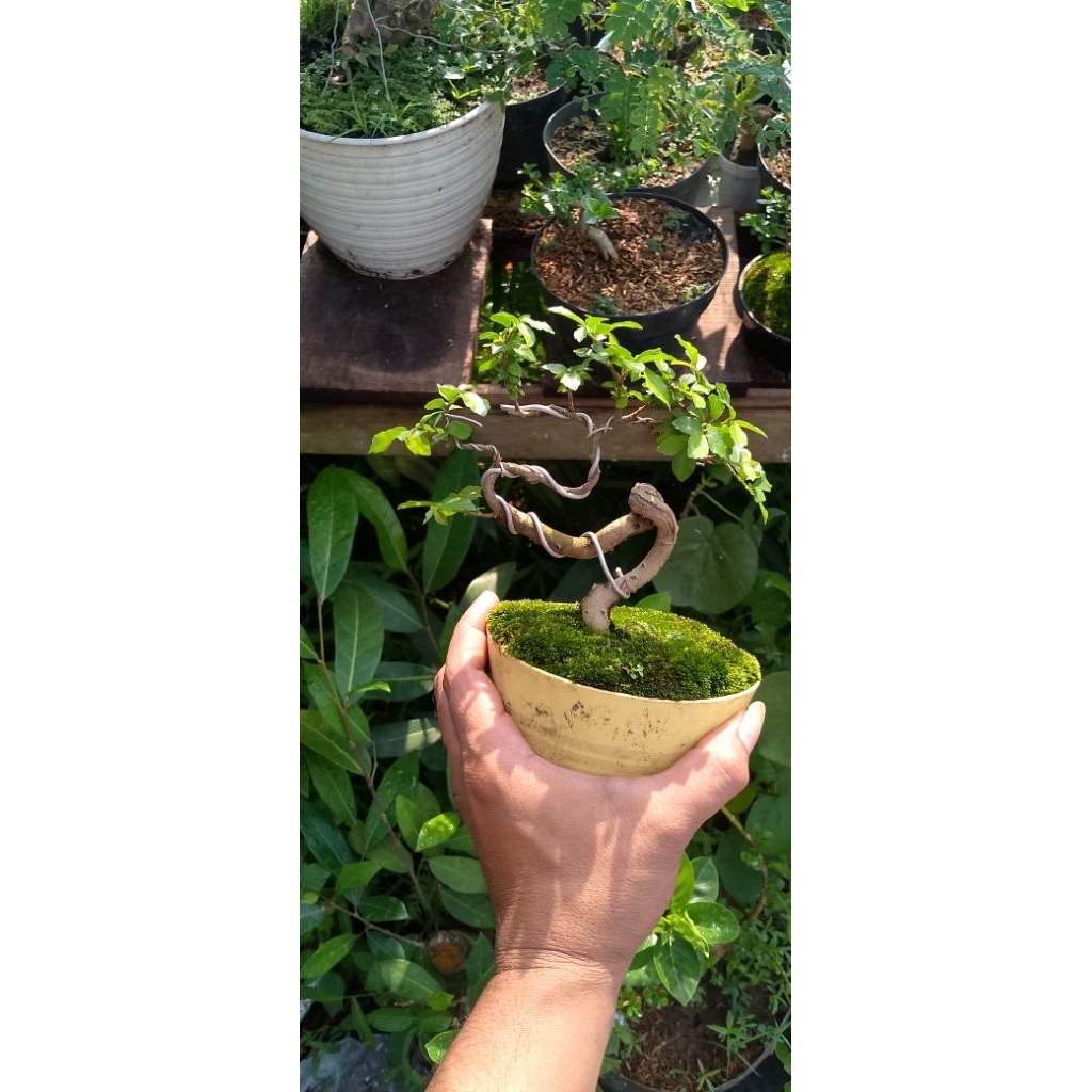 Bonsai serut mini meliuk