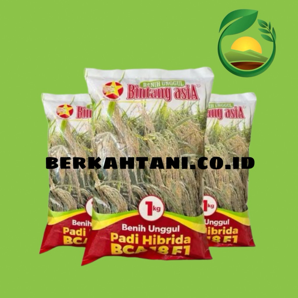 BCA 18 F1 1kg Benih Unggul Padi Hibrida Bintang Asia benih padi mapan
