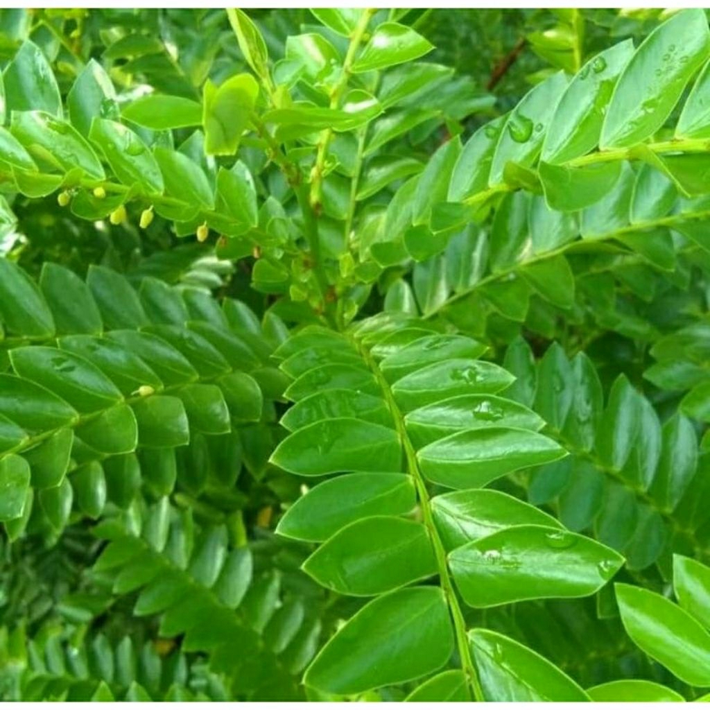 

daun seligi Segar 200 gram