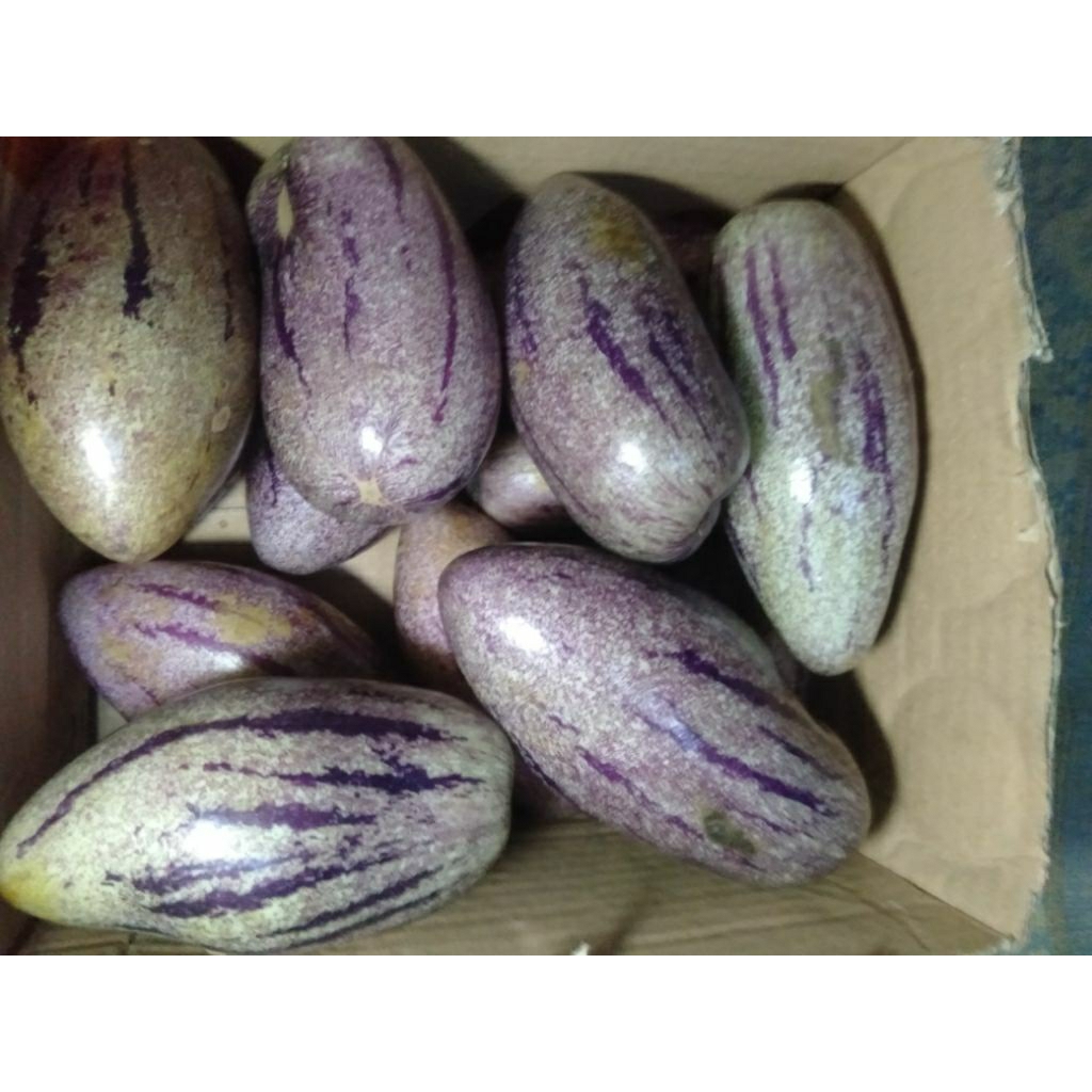 

BUAH PAPINO / PEPINO SEGAR