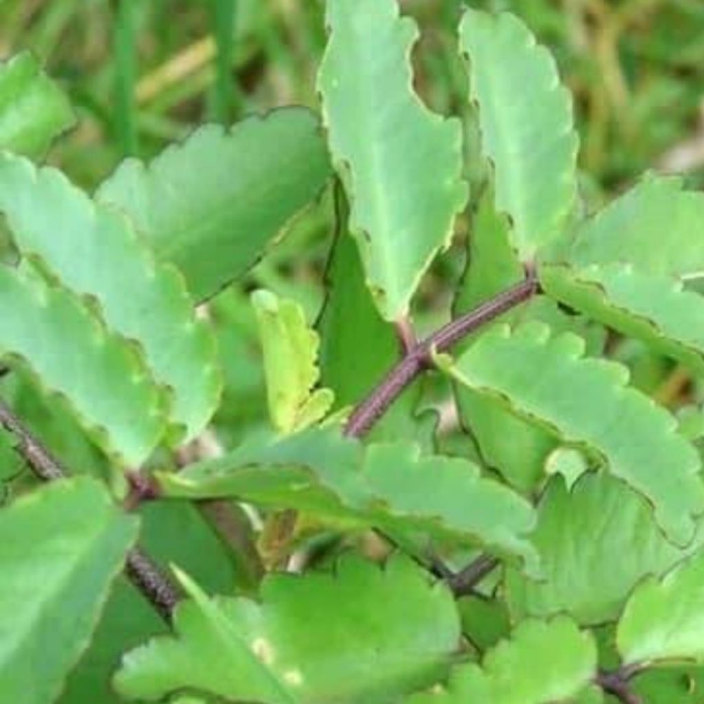 

Daun cehcer bebek herbal/daun herba untuk per 6,lembsr