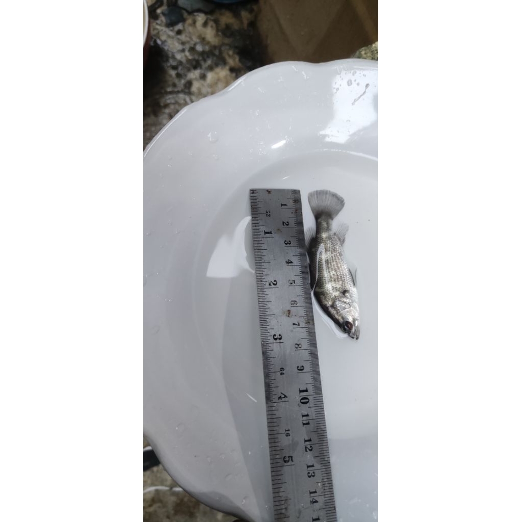 baramundi/kakap putih air tawar