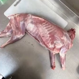 

karkas kambing muda berat per ekor antara 8 kg SD 12 kg murah banget