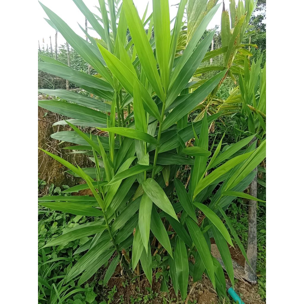 

Tanaman dan umbi bangle kuning segar