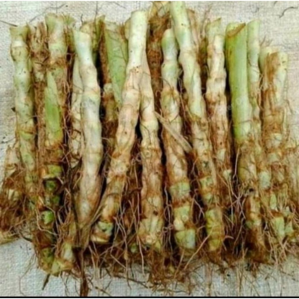 bibit odot super jumbo  1kg