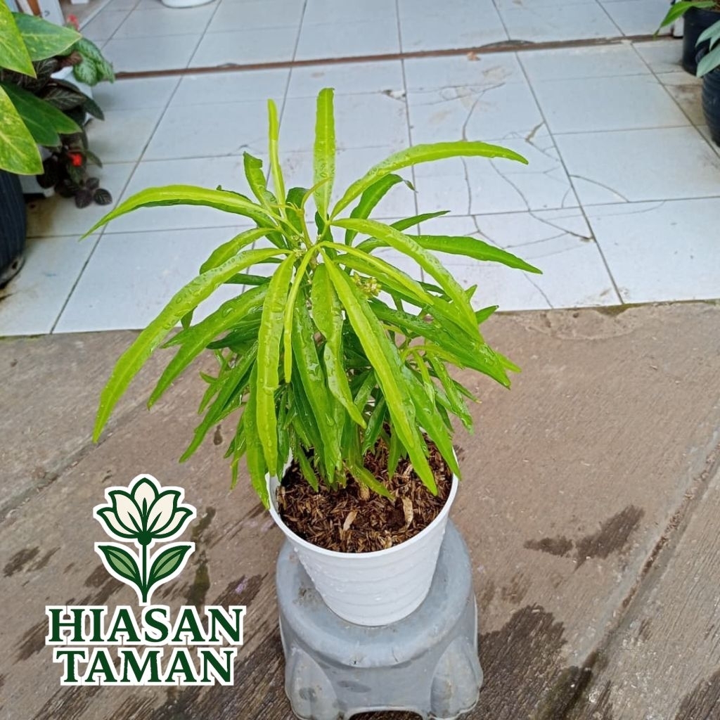 Tanaman hias zodia - tanaman pengusir nyamuk - tanaman zodia pengusir nyamuk